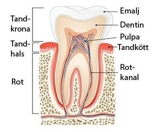 En tands anatomi